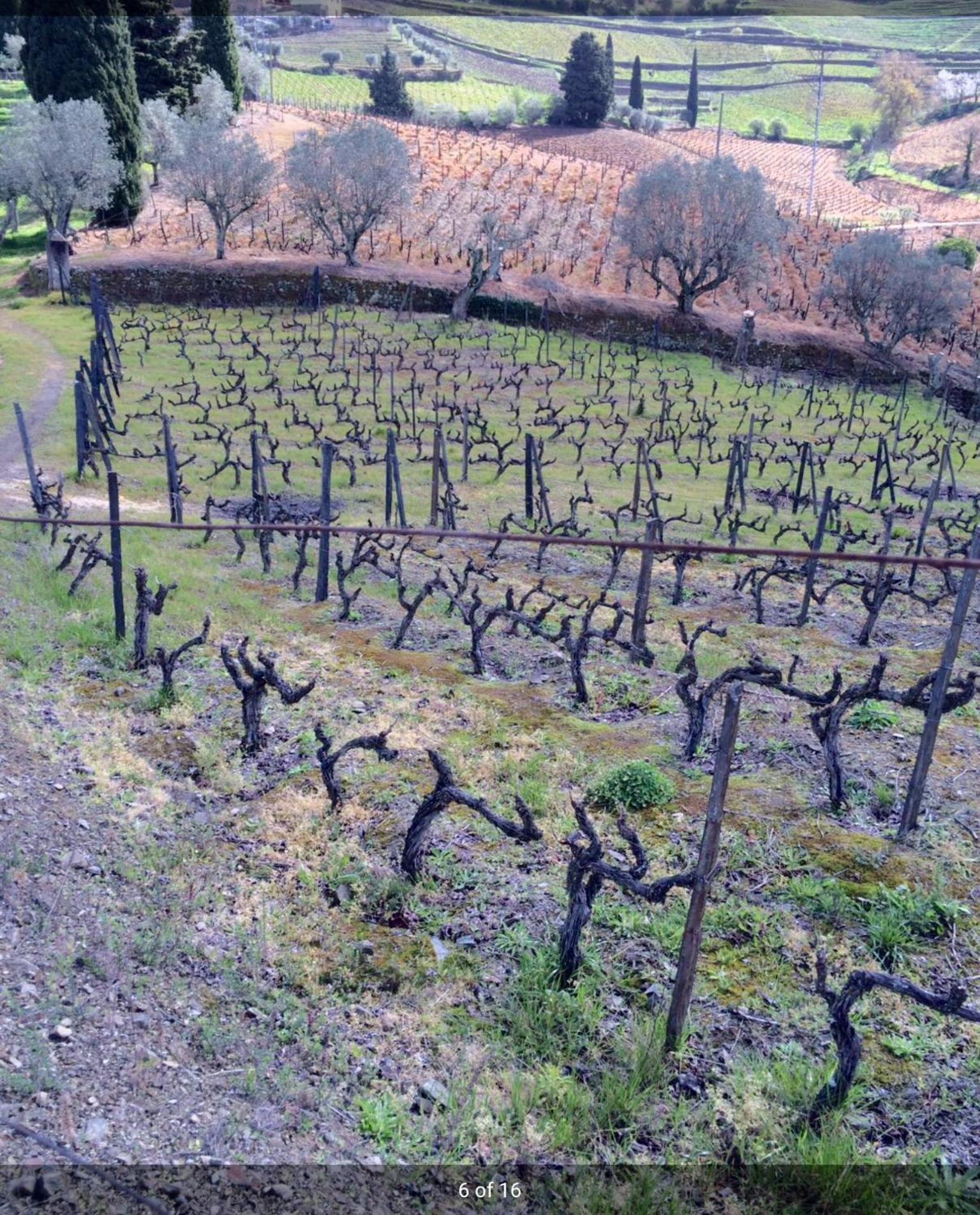 Quinta Do Fojo Bed & Breakfast Lamego Luaran gambar